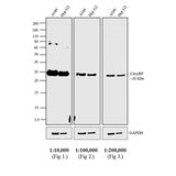 52920. GOAT ANTI-RABBIT IGG (H&L) SECONDARY ANTIBODY HRP 2ML - PIERCE