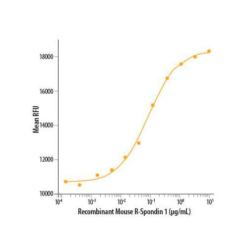 29029. RECOMBINANT MOUSE R-SPONDIN 1 PROTEIN CF 50UG R&D SYSTEMS