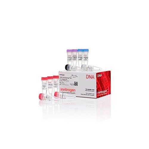 4385. KIT TOPO TA CLONING P/SECUENCIACION 10 REACCIONES - INVITROGEN