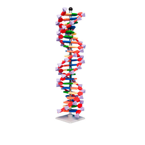 51265. MODELO DE ACIDO DE ADN INCLUYE SOPORTE C/3 RANURAS, 2 SOPORTES GIRATORIOS, 40 ELEMENTOS BASICOS, 40 ELEMENTOS DE ACIDOS FOSFORICOS, 40 ELEMENTOS DE DESOXIRRIBOSA - PHYWE