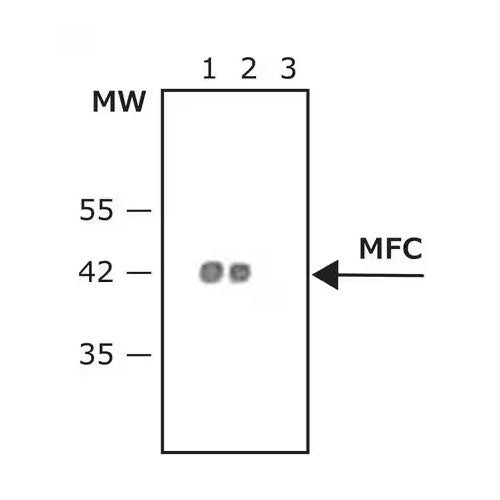 51819. ANTI-MOUSE IGG (FC ESPECIFIC) PEROXIDASE ANTIBODY PRODUCIDO EN CABRA 1ML - SIGMA-ALDRICH