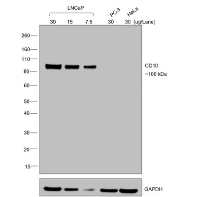 31067. CHICKEN ANTI-GOAT IGG (H+L) SECONDARY ANTIBODY BIOTIN 1MG INVITROGEN