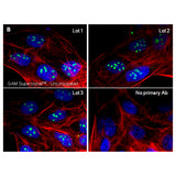 23342. GOAT ANTI-MOUSE IGG (H+L) SUPERCLONAL RECOMBINANT SECONDARY ANTIBODY 1MG INVITROGEN