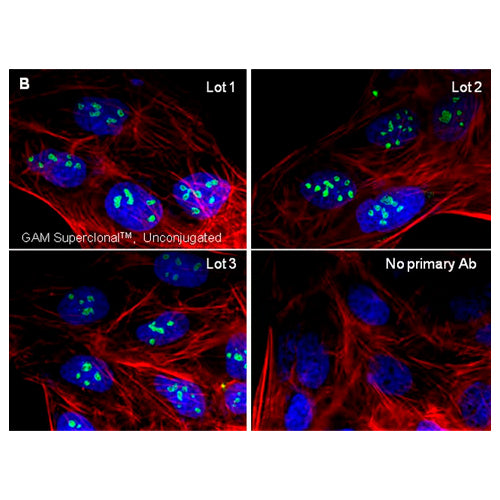 23342. GOAT ANTI-MOUSE IGG (H+L) SUPERCLONAL RECOMBINANT SECONDARY ANTIBODY 1MG INVITROGEN