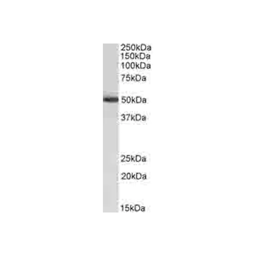 27982. ANTI-ALDH2 ANTIBODY 200UL ABCAM