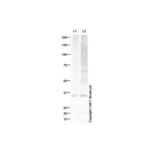 29424. ANTI-MYELIN PLP ANTIBODY 100UG ABCAM