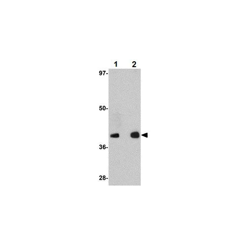 29856. ANTI-GATA3 ANTIBODY 100UG ABCAM