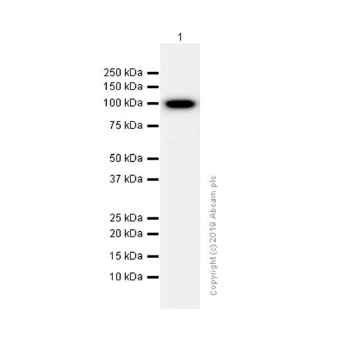 29425. RECOMBINANT ANTI-ALPHA ACTININ 4 ANTIBODY 100UL ABCAM