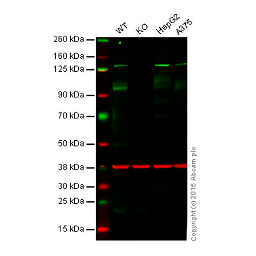 29426. RECOMBINANT ANTI-ATG9A ANTIBODY (EPR2450(2)) 100UL ABCAM