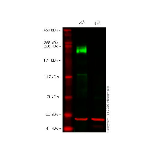 29236. RECOMBINANT ANTI-LAMININ BETA 1 ANTIBODY (EPR3189(2)) 100UL ABCAM