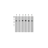 29429. RECOMBINANT ANTI-MCM2 ANTIBODY (EPR4120) 100UL ABCAM