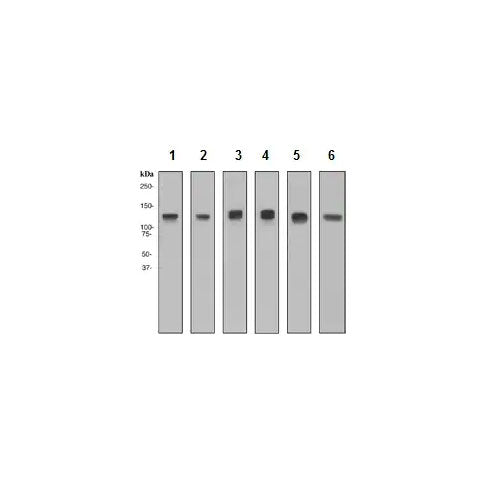 29429. RECOMBINANT ANTI-MCM2 ANTIBODY (EPR4120) 100UL ABCAM