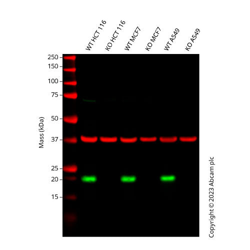 29863. RECOMBINANT ANTI-P21 ANTIBODY (EPR362) 100UL ABCAM