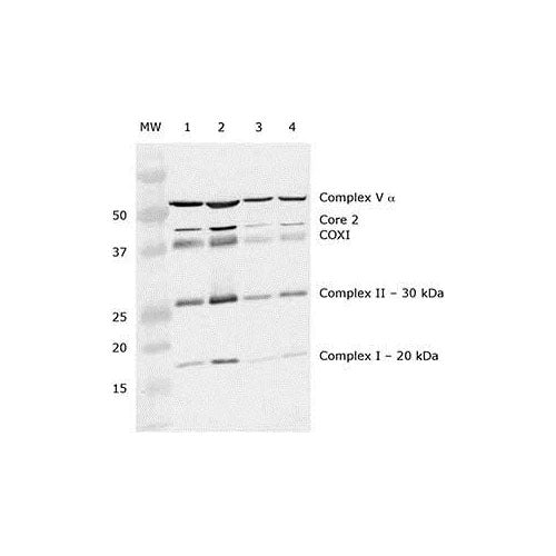 29213. MITOCHONDRIA ISOLATION KIT FOR TISSUE (WITH DOUNCE HOMOGENIZER) 1KIT ABCAM