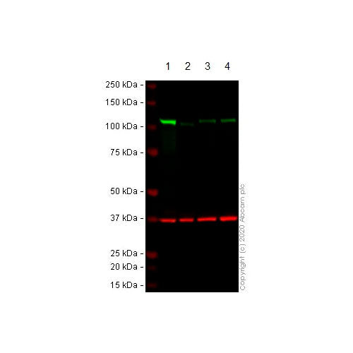 28767. ANTI-SIRT1 ANTIBODY (19A7AB4) 100UG ABCAM