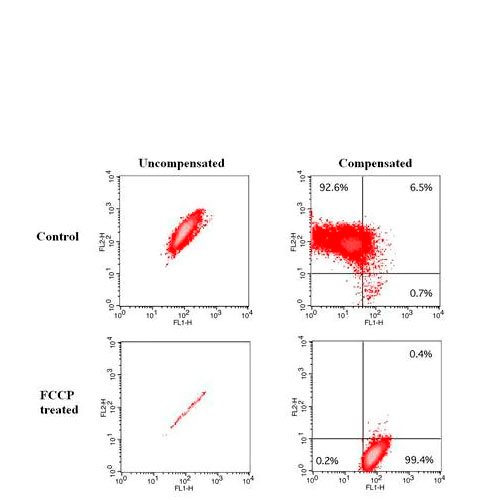 23851. JC-10 MITOCHONDRIAL MEMBRANE POTENTIAL ASSAY KIT (FLOW CYTOMETRY) 100 TESTS ABCAM