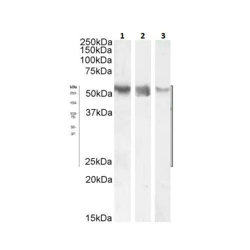 29433. ANTI-ROR GAMMA ANTIBODY 200UL ABCAM