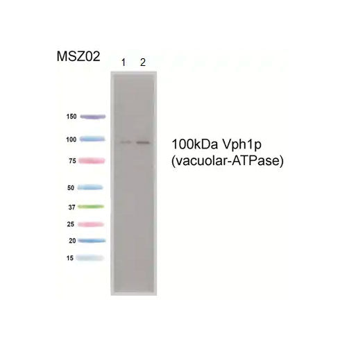 29194. ANTI-VPH1 ANTIBODY (10D7A7B2) 250UG ABCAM