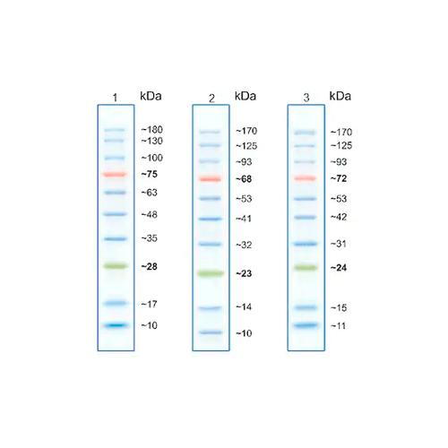 27987. PRESTAINED PROTEIN LADDER – MID-RANGE MOLECULAR WEIGHT (10 - 180 KDA) 500UL ABCAM