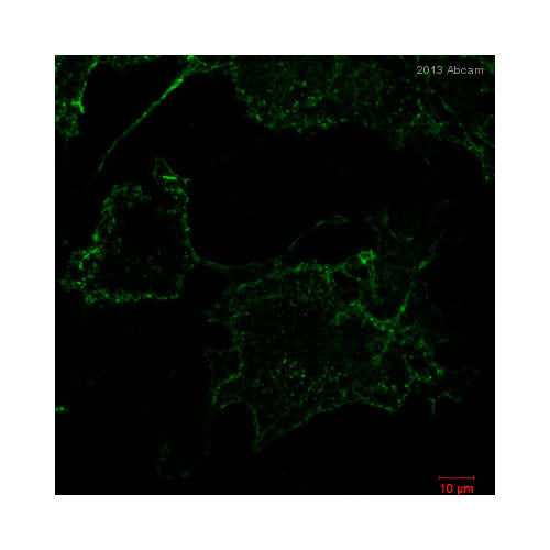 28770. DYLIGHT 488 ANTI-HEMAGGLUTININ ANTIBODY (16B12) 100UG ABCAM