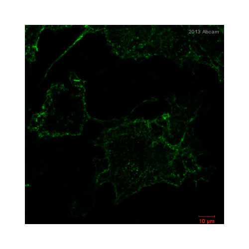 28770. DYLIGHT 488 ANTI-HEMAGGLUTININ ANTIBODY (16B12) 100UG ABCAM