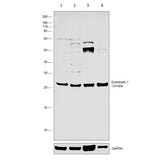 29855. ANTI-ENDOTHELIN 1 ANTIBODY 100UL ABCAM