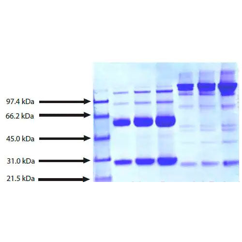 29216. NATIVE HUMAN IGG3 PROTEIN 1MG ABCAM