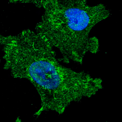 27991. ANTI-C12ORF34 ANTIBODY 100UL ABCAM