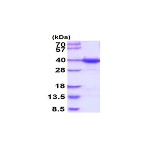 27992. RECOMBINANT HUMAN HNRNP A1 PROTEIN 100UG ABCAM