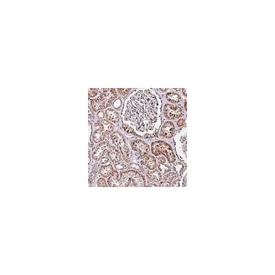 29870. ANTI-WNK4 ANTIBODY 100UL ABCAM