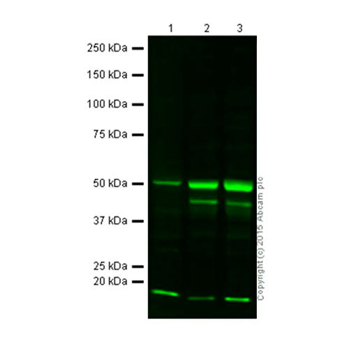 29438. ANTI-NEUN ANTIBODY-NEURONAL MARKER 100UG ABCAM