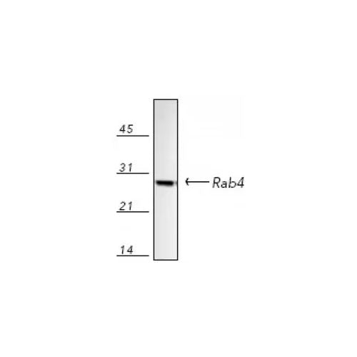29865. ANTI-RAB4 ANTIBODY EARLY ENDOSOME MARKER 200UG ABCAM