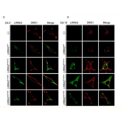 28775. RECOMBINANT ANTI-LRRK2 ANTIBODY (MJFF2 (C41-2)) 100UL ABCAM