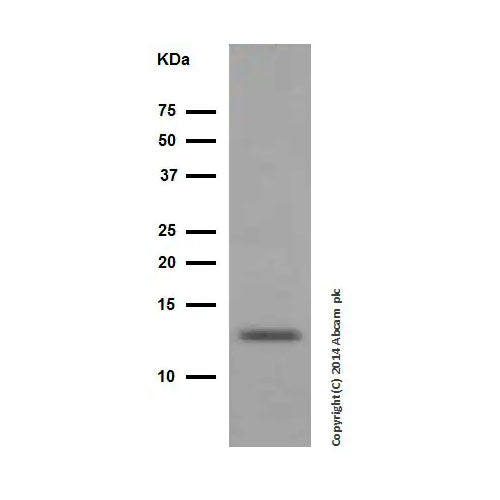 28776. RECOMBINANT ANTI-CYTOCHROME C ANTIBODY (EPR1327) 100UL ABCAM