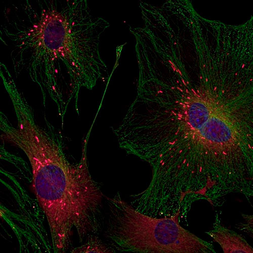 29440. ANTI-NESTIN ANTIBODY 150UG ABCAM