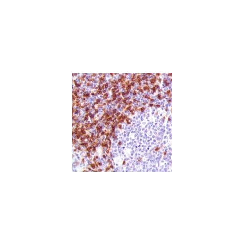 29908. RECOMBINANT ANTI-CD3 ANTIBODY (SP162) 100UL ABCAM