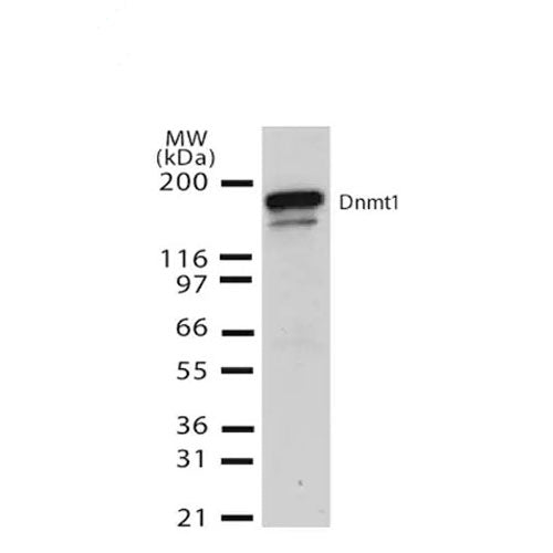 23861. ANTI-DNMT1 ANTIBODY (60B1220.1) 100UG ABCAM