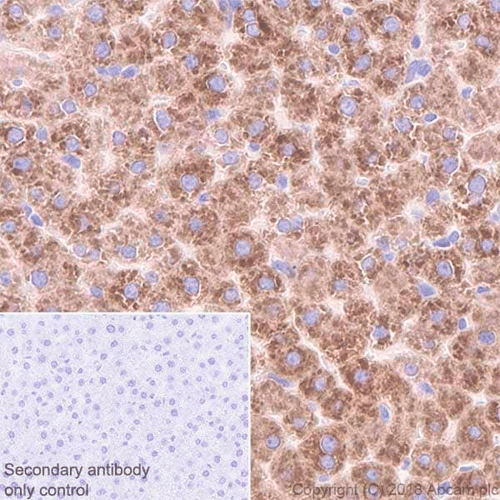 28001. RECOMBINANT ANTI-CYP2C19 ANTIBODY (EPR6576), 100UL ABCAM