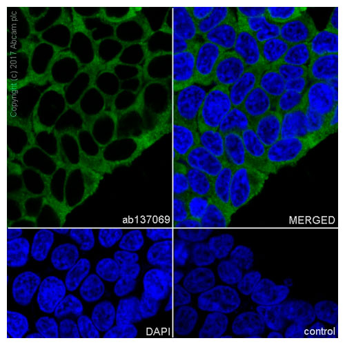 29907. RECOMBINANT ANTI-ARG2 ANTIBODY (EPR9473) 100UL ABCAM