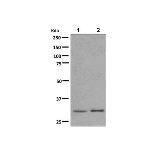 28002. RECOMBINANT ANTI-PLSCR3 ANTIBODY (EPR9242) 100UL ABCAM