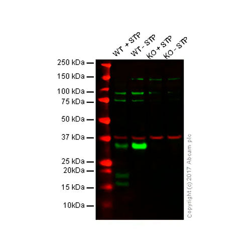 29442. ANTI-CASPASE-3 ANTIBODY 100UG ABCAM