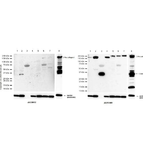 29232. RECOMBINANT ANTI-COLLAGEN I ANTIBODY (EPR7785) 100UL ABCAM