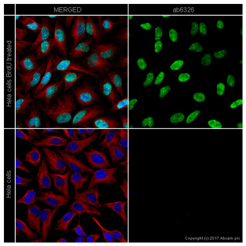 28779. GOAT ANTI-RAT IGG H&L (ALEXA FLUOR 488) PREADSORBED 500UG ABCAM