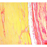 29896. PICRO SIRIUS RED STAIN KIT (CONNECTIVE TISSUE STAIN) 100 TESTS ABCAM