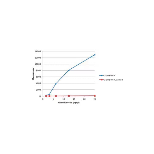 29183. ANTI-N6-METHYLADENOSINE (M6A) 100UG ABCAM