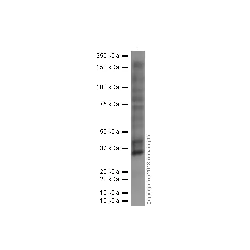 28013. ANTI-PHOSPHOTYROSINE ANTIBODY [PY20] (HRP), 100UL ABCAM