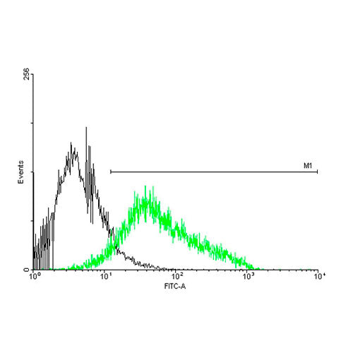 29453. ANTI-P2RX4 ANTIBODY 50UG ABCAM