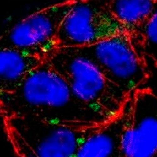 28015. ANTI-ICAM1 ANTIBODY (1A29) 500UG ABCAM