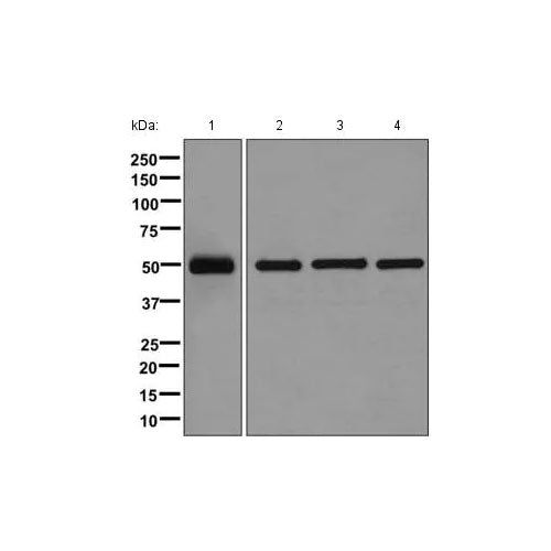 29239. RECOMBINANT ANTI-TBP-1 ANTIBODY (EPR12152) N-TERMINAL 100UL ABCAM