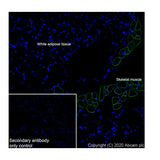 29455. RECOMBINANT ANTI-CAVEOLIN-3 ANTIBODY (EPR11082)-CAVEOLAE MARKER 100UL ABCAM